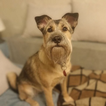 Собаки в добрые руки - Соня