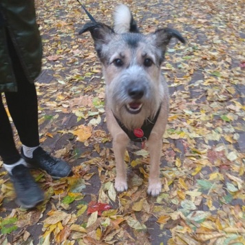 Собаки в добрые руки - Соня - 1