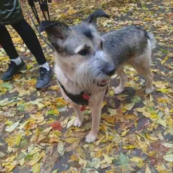 Собаки в добрые руки - Соня - 2