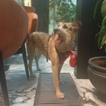 Собаки в добрые руки - Соня - 3