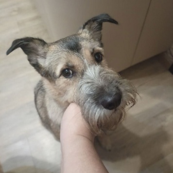 Собаки в добрые руки - Соня - 4