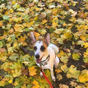 Собаки в добрые руки - Элли - 4