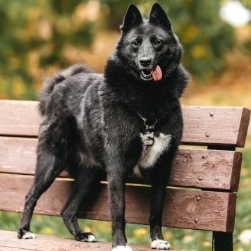 Собаки в добрые руки - Клюква - 1