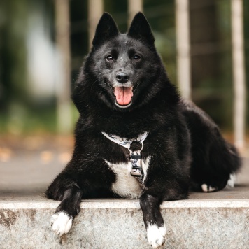 Собаки в добрые руки - Клюква - 2