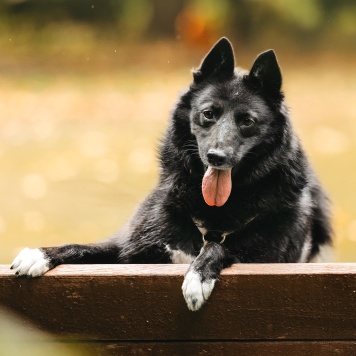 Собаки в добрые руки - Клюква - 3