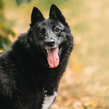 Собаки в добрые руки - Клюква - 4