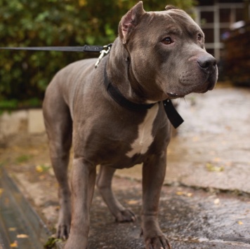 Собаки в добрые руки - Шаман