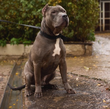 Собаки в добрые руки - Шаман - 1