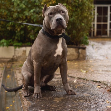 Собаки в добрые руки - Шаман - 2