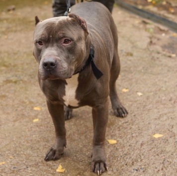 Собаки в добрые руки - Шаман - 3