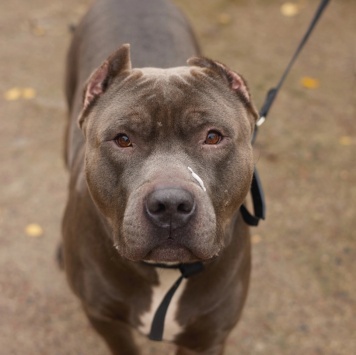 Собаки в добрые руки - Шаман - 4