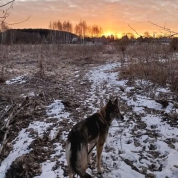 Собаки в добрые руки - Юна - 1