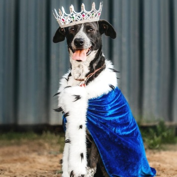 Собаки в добрые руки - Барни