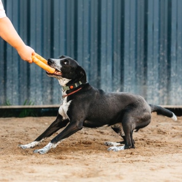 Собаки в добрые руки - Барни - 1