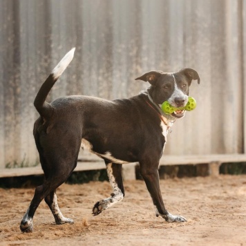 Собаки в добрые руки - Барни - 2