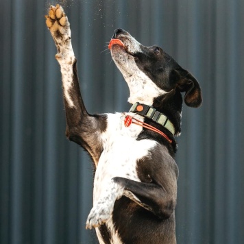Собаки в добрые руки - Барни - 3