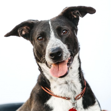 Собаки в добрые руки - Барни - 4