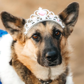 Собаки в добрые руки - Тина