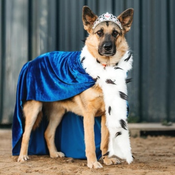 Собаки в добрые руки - Тина - 1