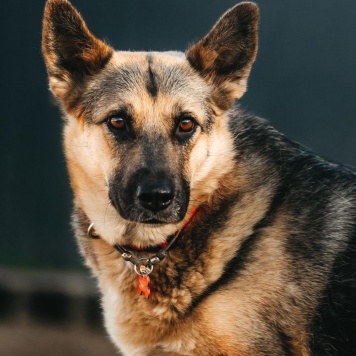 Собаки в добрые руки - Тина - 2