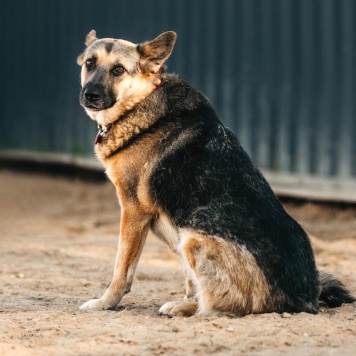 Собаки в добрые руки - Тина - 3