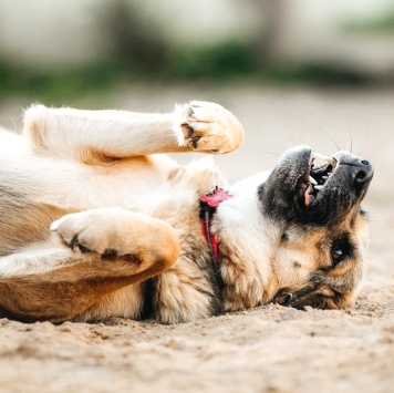 Собаки в добрые руки - Тина - 4