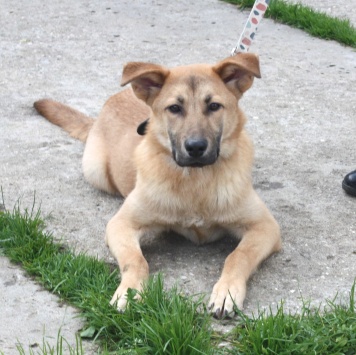 Рэм - Собаки в добрые руки