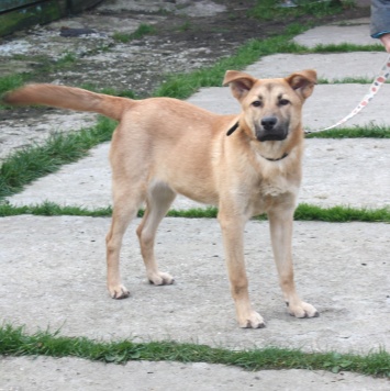 Собаки в добрые руки - Рэм - 2