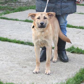 Собаки в добрые руки - Рэм - 3