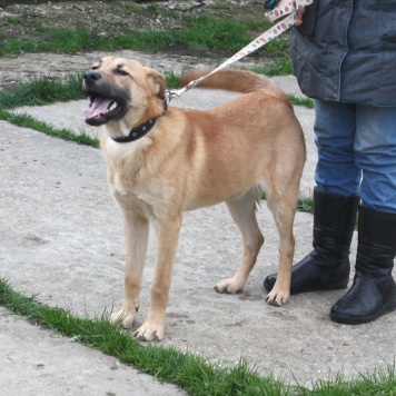 Собаки в добрые руки - Рэм - 4