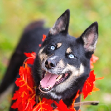 Марта - Собаки в добрые руки