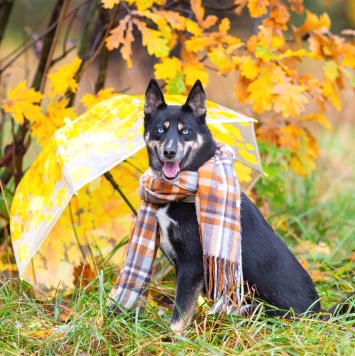 Собаки в добрые руки - Марта - 1