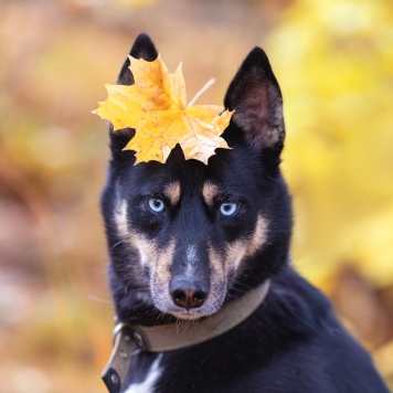 Собаки в добрые руки - Марта - 2