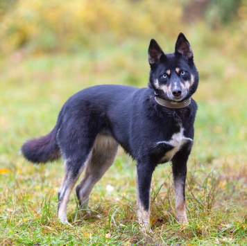 Собаки в добрые руки - Марта - 3