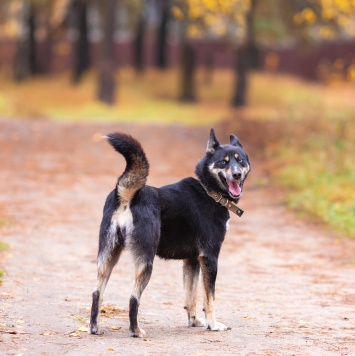 Собаки в добрые руки - Марта - 4
