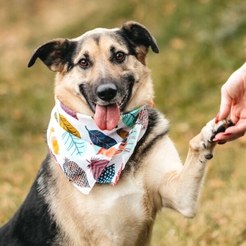 Собаки в добрые руки - Дэнди