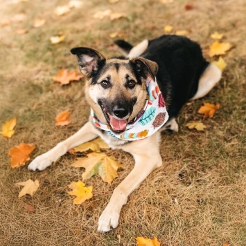 Собаки в добрые руки - Дэнди - 1