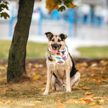 Собаки в добрые руки - Дэнди - 2