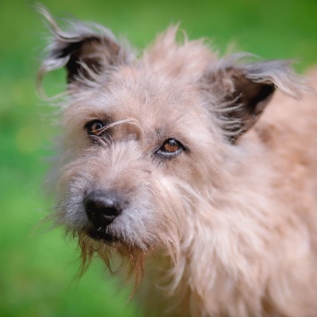 Собаки в добрые руки - Лео