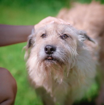 Собаки в добрые руки - Лео - 3