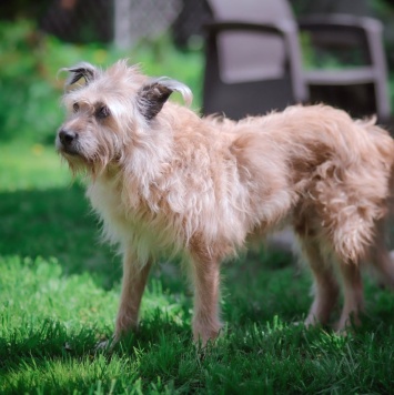 Собаки в добрые руки - Лео - 4