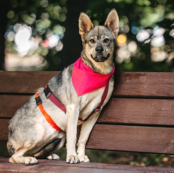 Собаки в добрые руки - Булка - 1