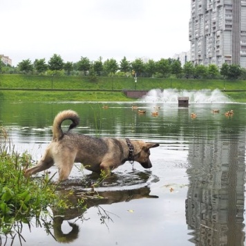 Собаки в добрые руки - Барри - 2