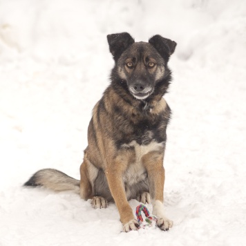 Собаки в добрые руки - Рей