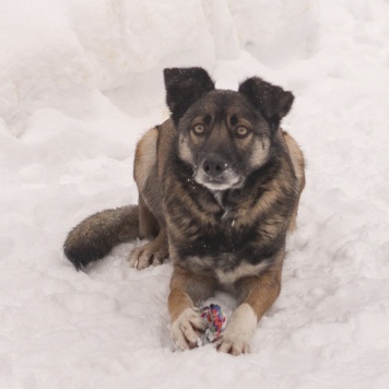 Собаки в добрые руки - Рей - 1