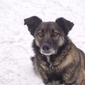 Собаки в добрые руки - Рей - 2