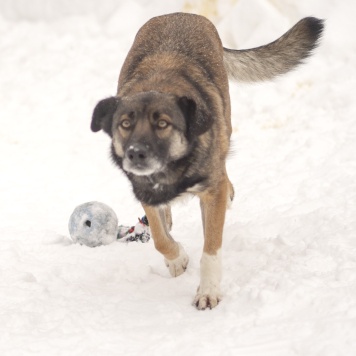 Собаки в добрые руки - Рей - 3