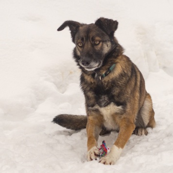 Собаки в добрые руки - Рей - 4