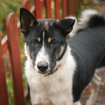 Собаки в добрые руки - Альба