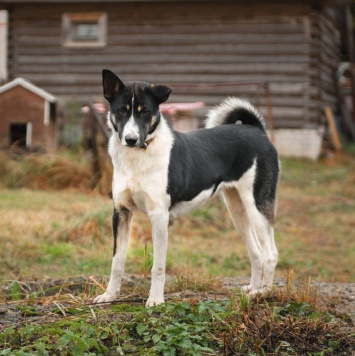 Собаки в добрые руки - Альба - 1